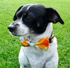 Bow Tie Dog Collars - Orange Argyle