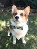 Bow Tie Dog Collars - Kimono Green