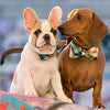 Bow Tie Dog Collars - Emerald Plaid
