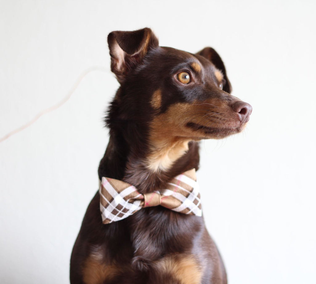 Tan Plaid Bias Dog Collar